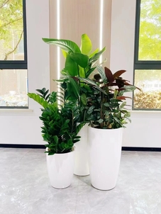 海曙绿植租摆服务好